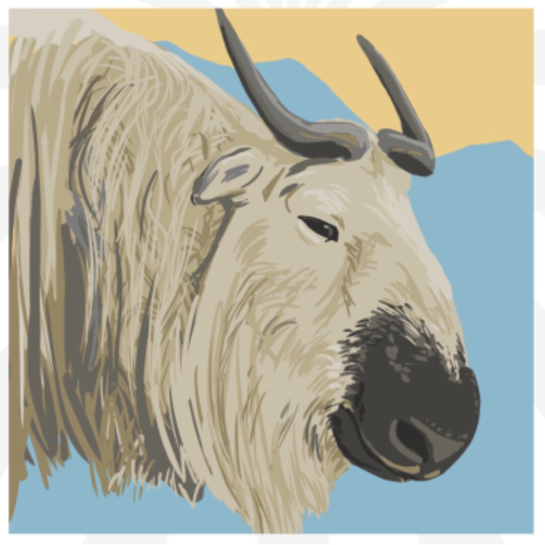 AmazingWildPod's tweet image. Enduring harsh climates at high altitudes, agile and strong - learn more about the #Takin on the latest episode:
amazingwildlifepodcast.com/2020/10/14/bab…