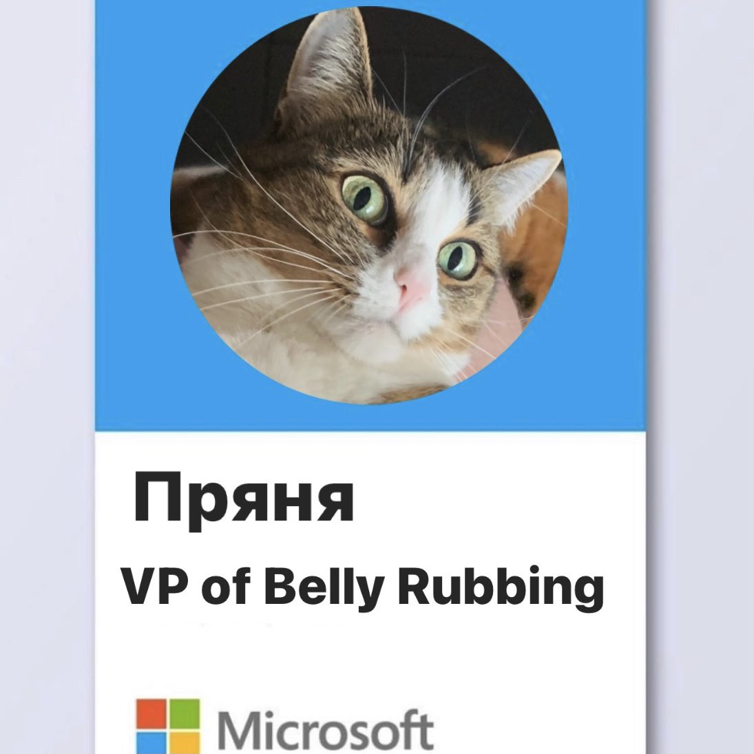 gingy_love's tweet image. Пряня выходят на международный уровень в роли главного по пузочёсам, прошу любить и жаловать✨ #CatsOfMicrosoft #прянес