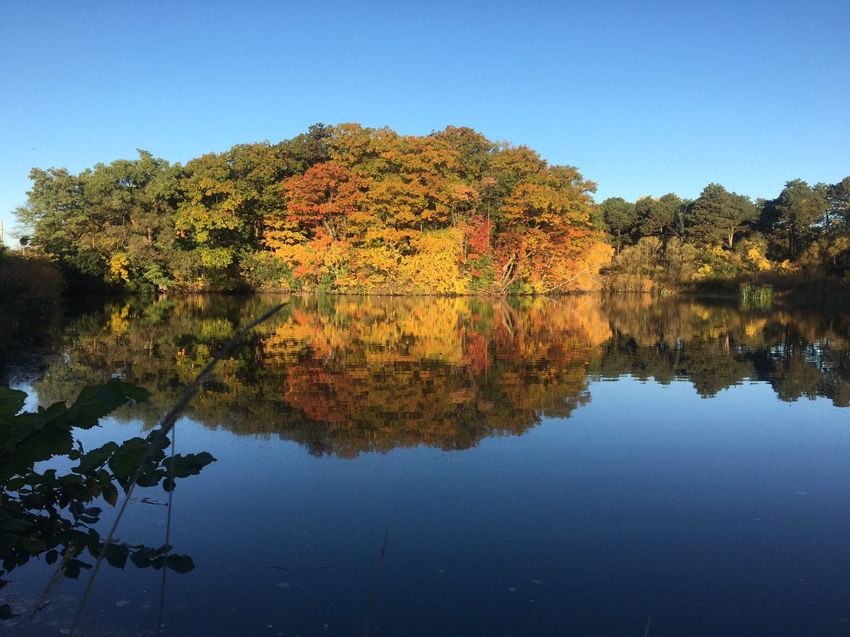 dawnbazely's tweet image. 🦆 View across the Lower Duck Pond in SE corner of #HighPark this morning.
cc @jetkerr @Sharmalab @HighParkNC @highparksteward @katecallen @KJPatriquin @CylitaGuy @TripNyssa @phylojenie @juliabava_ @PaulMarmer 
#ProjectTree #DigitalForest