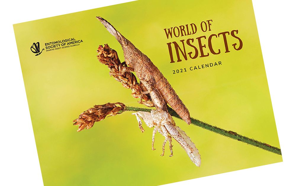 Entomological Society Of America Pa Twitter Every Year The Esa World Of Insects Calendar Showcases The Stunning Beauty Of Insects Through Striking World Class Photography The 2021 Edition Is Now Available To Order insect calendar 2021