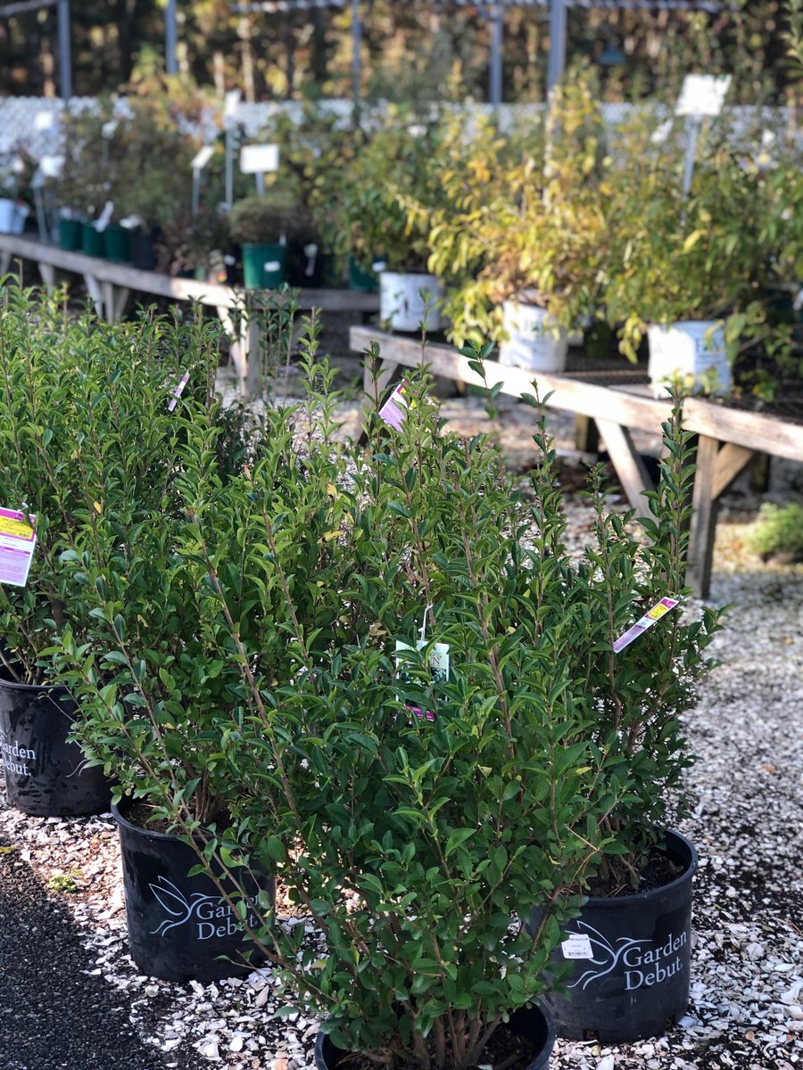 CapeCodAgway's tweet photo. Good news! 📰Our perennials, shrubs and trees are now 40% off in our Garden Centers. Run to your local Agway before we’re all sold out!

*exclusions apply https://t.co/9M4910qOuv