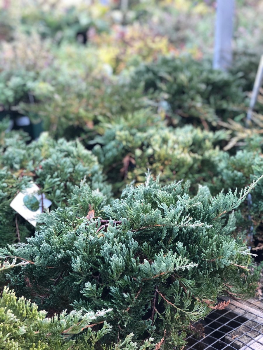CapeCodAgway's tweet photo. Good news! 📰Our perennials, shrubs and trees are now 40% off in our Garden Centers. Run to your local Agway before we’re all sold out!

*exclusions apply https://t.co/9M4910qOuv