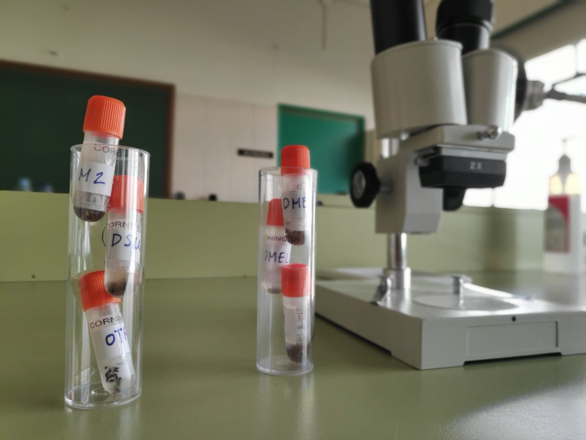Samples of #drosophila #melanogaster #simulans #suzukii #obscura
READY TO BE SHIPPED 📨
Its #genome will be sequenced and analyzed by @Dros_EU
2020 Campaign IES Benjamín #Tudela #Navarra
#MelanogasterCTF #CitizenScience in #genomics #adaptation
Join! https://t.co/VN9NDYk97k https://t.co/75NMMwhTPf