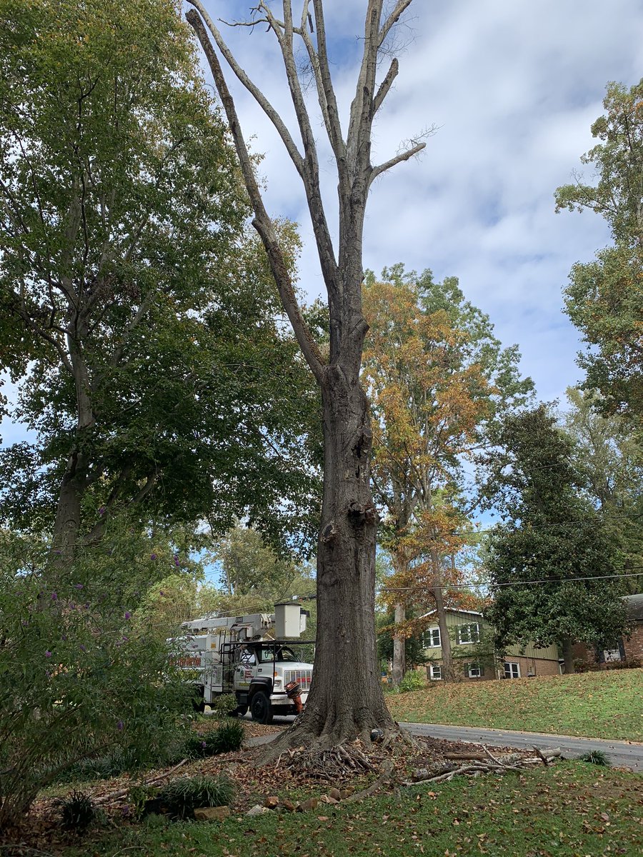 DianaRuggOnTV's tweet photo. We’ve done everything we could to save it, but today we say goodbye
#RIPtree ❤️ https://t.co/SXC2iASSwR