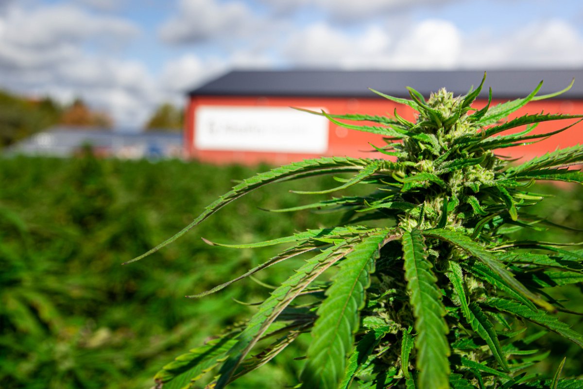 BNN Bloomberg tweet media