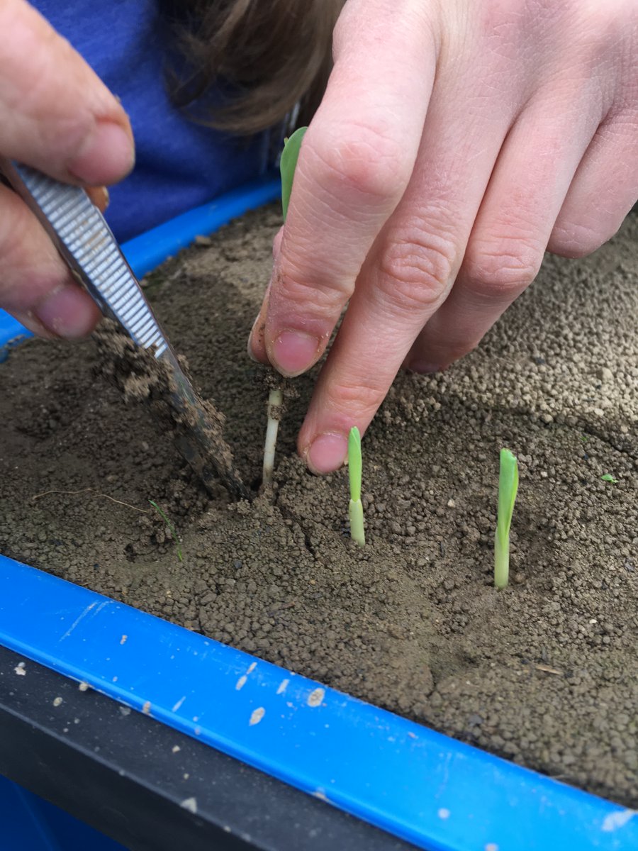Breaking news : our #maize seedlings are out and the thinning is done. Now, only patience and care!