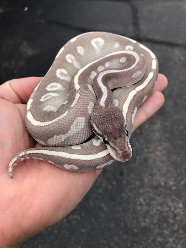 random_snakes's tweet photo. @RandomT58673781 @Koreaboo ๐คข๐ฉ๐น๐ฝ๐ฉ This is just beyond wrong and this guy is both stupid and creepy...OMG! Have some cute snake pics and facts to wash this story and image from your brain! ๐ฑ๐งผ๐ง ๐ #BrainBleachPlease
These are ball pythons. They are non-venomous and come in many amazing colors. ๐ฌ๐๐ https://t.co/C1k93onszl