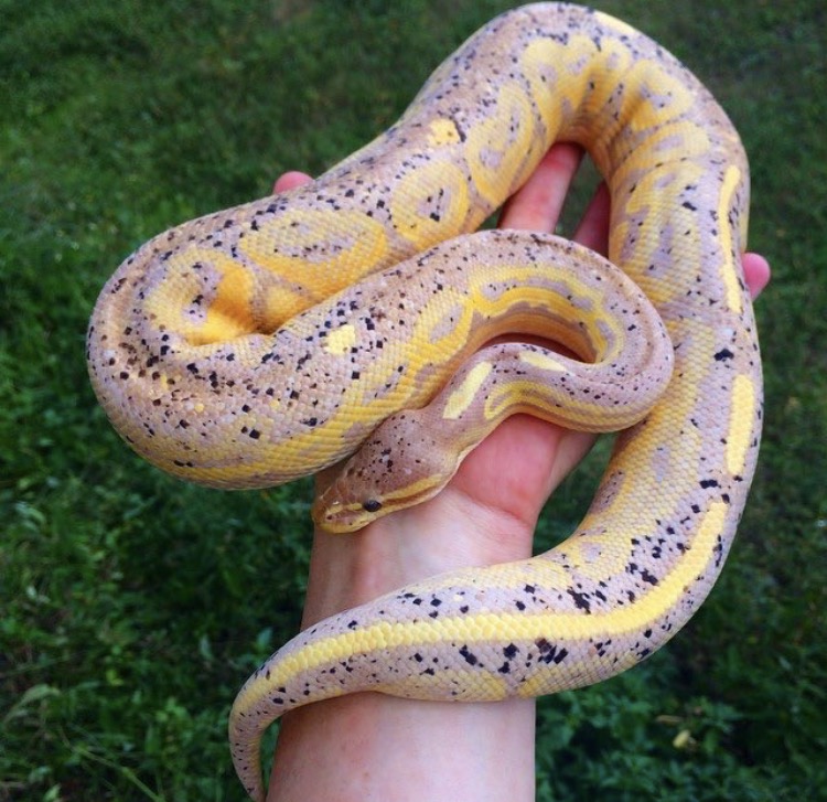 random_snakes's tweet photo. @RandomT58673781 @Koreaboo ๐คข๐ฉ๐น๐ฝ๐ฉ This is just beyond wrong and this guy is both stupid and creepy...OMG! Have some cute snake pics and facts to wash this story and image from your brain! ๐ฑ๐งผ๐ง ๐ #BrainBleachPlease
These are ball pythons. They are non-venomous and come in many amazing colors. ๐ฌ๐๐ https://t.co/C1k93onszl