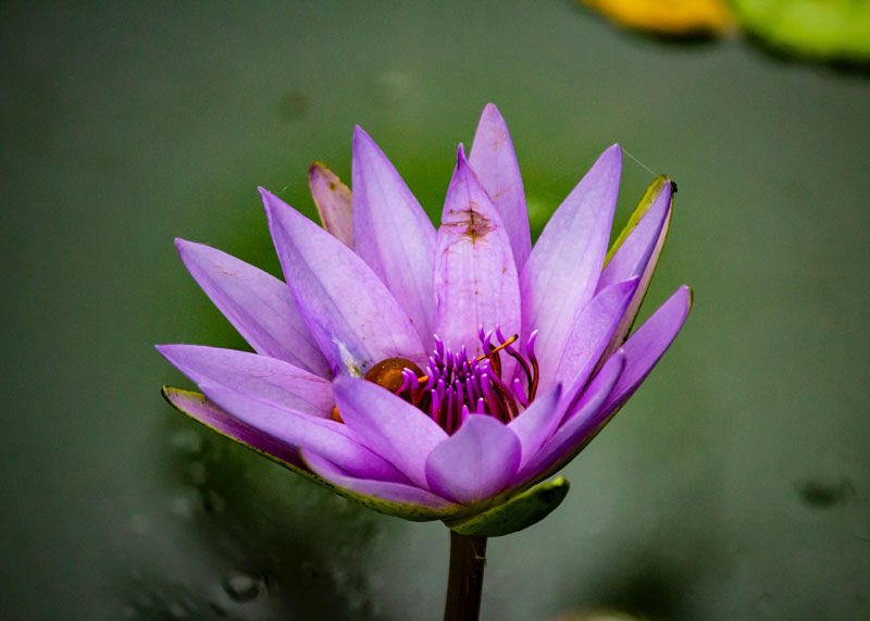 ¿Todavía no sabes qué es Mindfulness y cómo te puede ayudar? Desde la Facultad de Enfermería hemos organizado un taller gratuito (online) el 20 de octubre a las 18:30. Inscripciones en esta web. almudenadeandres.es/taller-gratuit…