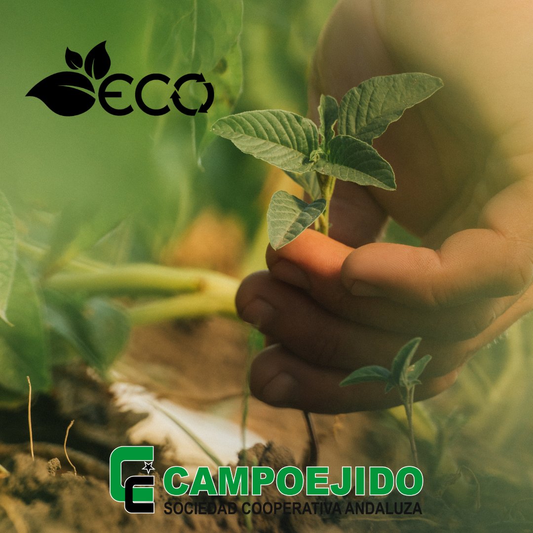 La #agricultura sostenible debe apoyar la tierra🌱, agua💦 y recursos naturales, así como satisfacer las necesidades de generaciones presentes y futuras, garantizando rentabilidad y salud del #medioambiente.
👉Lo que necesitas para tu cultivo en Campoejido
campoejido.es