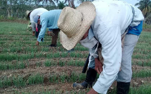 UtriaCuba's tweet image. Hoy cuando se celebra el Día Mundial de la Alimentación, Cuba desarrolla y prioriza un amplio programa en pos de elevar, diversificar y mejorar sus producciones agroalimentarias.#Cultivar #Nutrir #Preservar #Juntos #EstaEsCuba #EstaEsSuGente