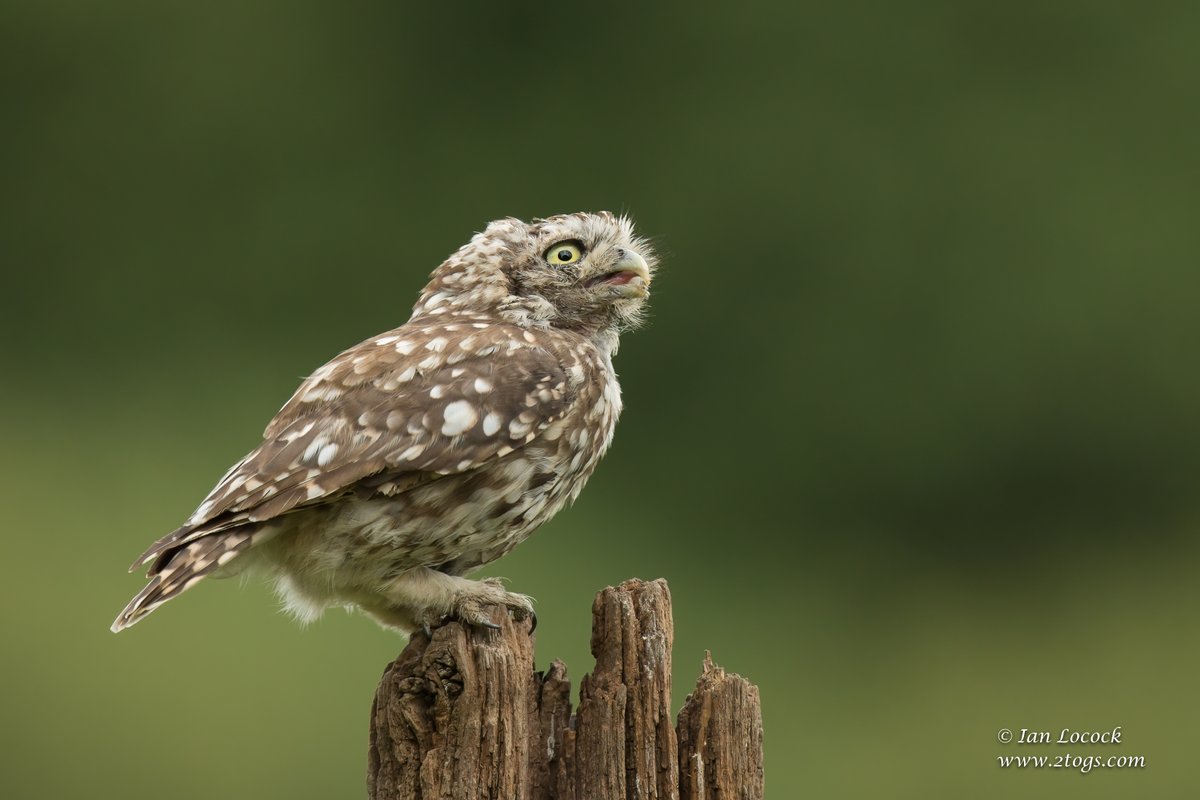 IanLocockPhotos's tweet photo. Little Owl - Buckinghamshire

#Birds #wildlife #wildlifephotography #nature #naturephotography #2togs #ianlocock #Owl #owls https://t.co/reDKFyTpNS