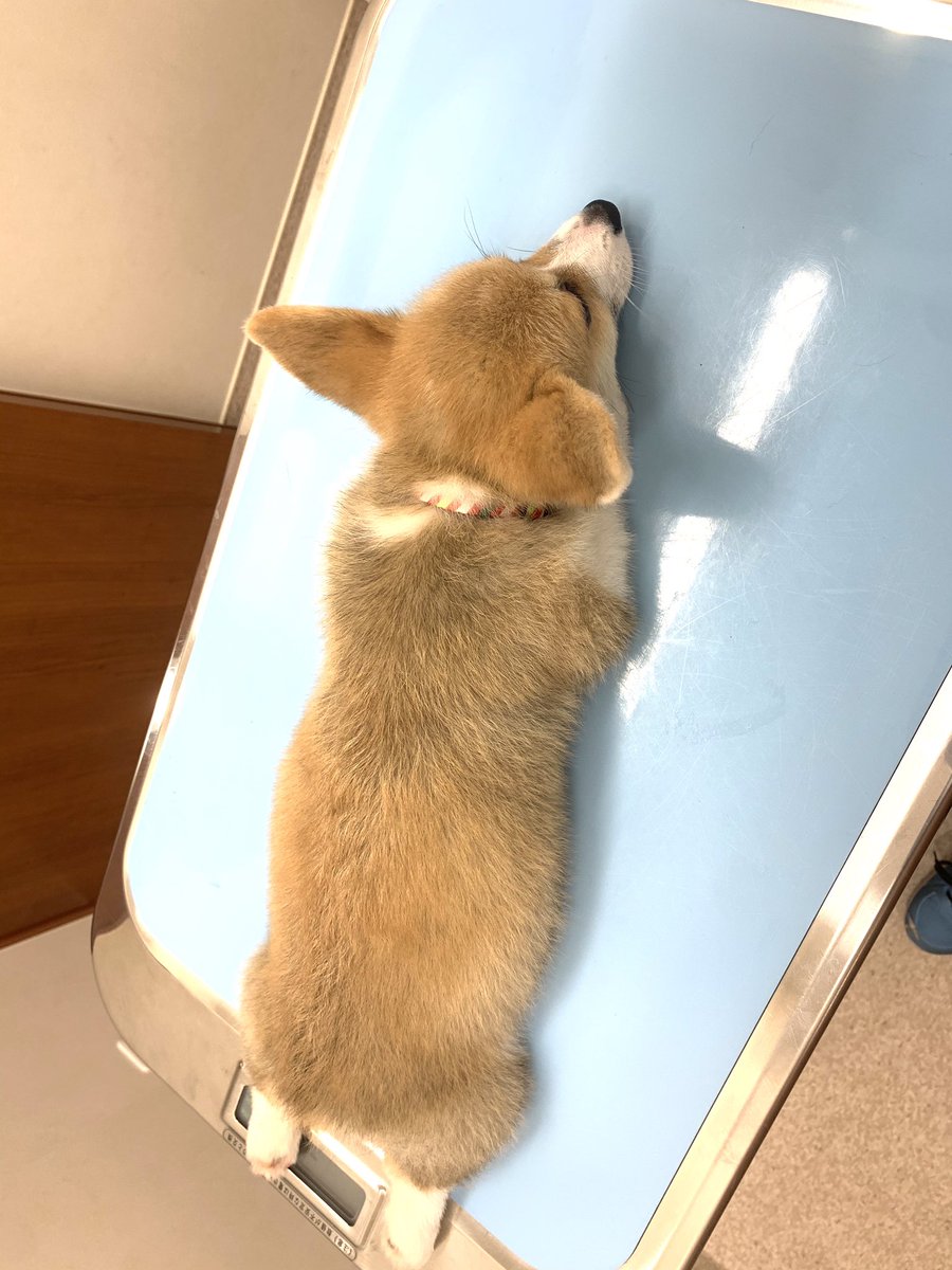 犬 Day24 ワクチンはちょっとないちゃったけど すぐ終わってよかったね ウンチ課金したけどそれも良かったね 螺旋菌が多量だったんです 最終的に動物病院でも静かにしてるなーと思ったら 冷たくて寝てますね デカくなってるー