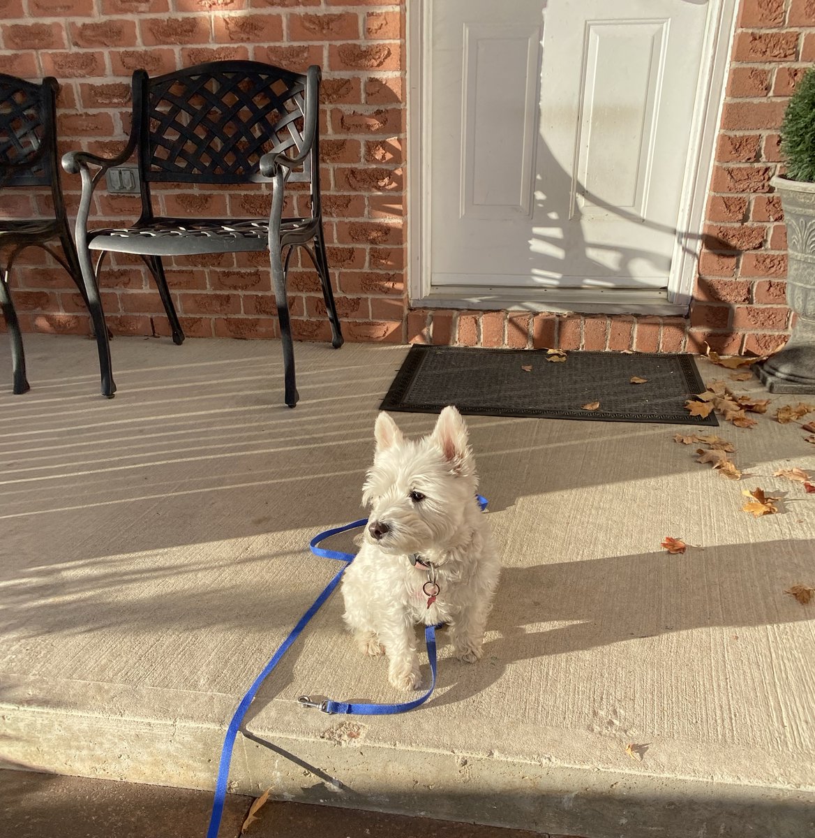 FourLeggerBox's tweet image. Gee, I hope that&apos;s the mail person with my #BowzerBox!

#FridayThoughts #BellaTheWeeWestie 
#BowzerBoxDog #CanadianDog #DogsOfTwitter