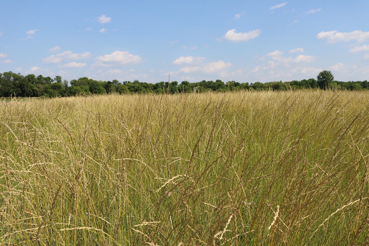 Don't miss next week's virtual seminar "From grain to grazing: the intermediate wheatgrass potential" featuring Doug Cattani, Emma McGeough and Francis Zvomuya - Wed, Oct 21 at 3:30pm eventscalendar.umanitoba.ca/site/fafs/even… <a href="/umanitoba/">University of Manitoba</a> #mbag #cdnag #agriculture