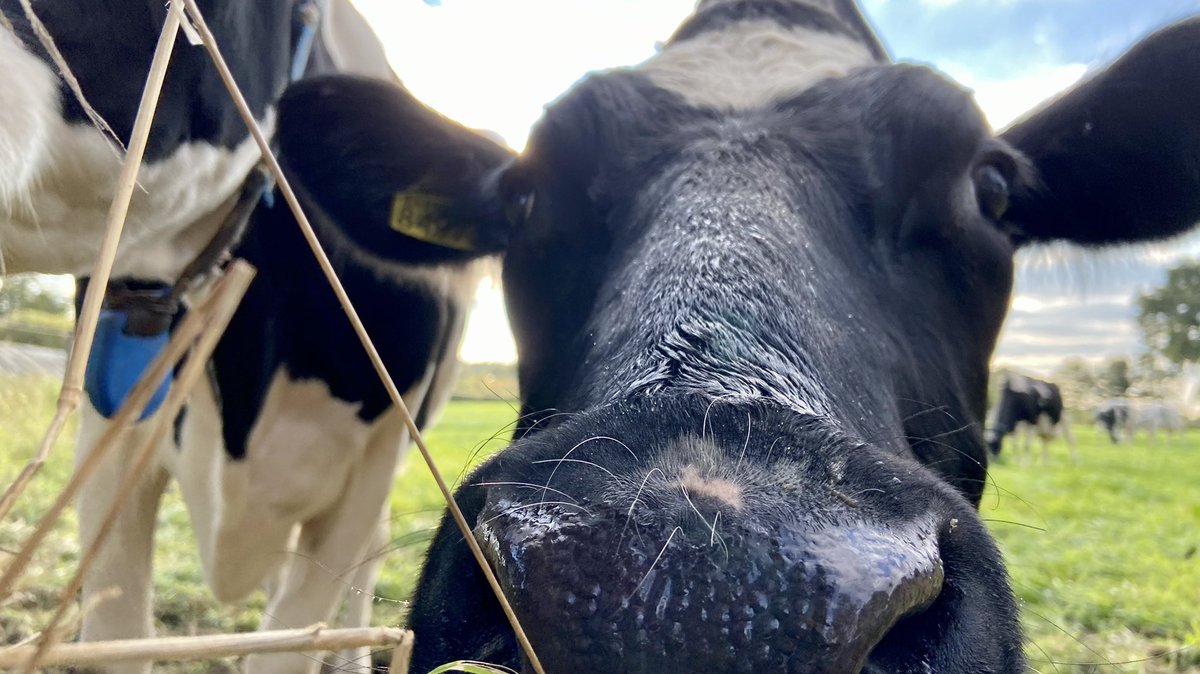 mveldhuis76's tweet photo. Heerlijk eruit met het gezin!😀 Onze eerste vakantie dit jaar... door Corona/verhuizen... lekker aan de #Vecht bij #Dalfsen. In een #boerderij... #Overijssel #verlof #genieten #Lemelerberg #denberg https://t.co/kdL8IzApYy