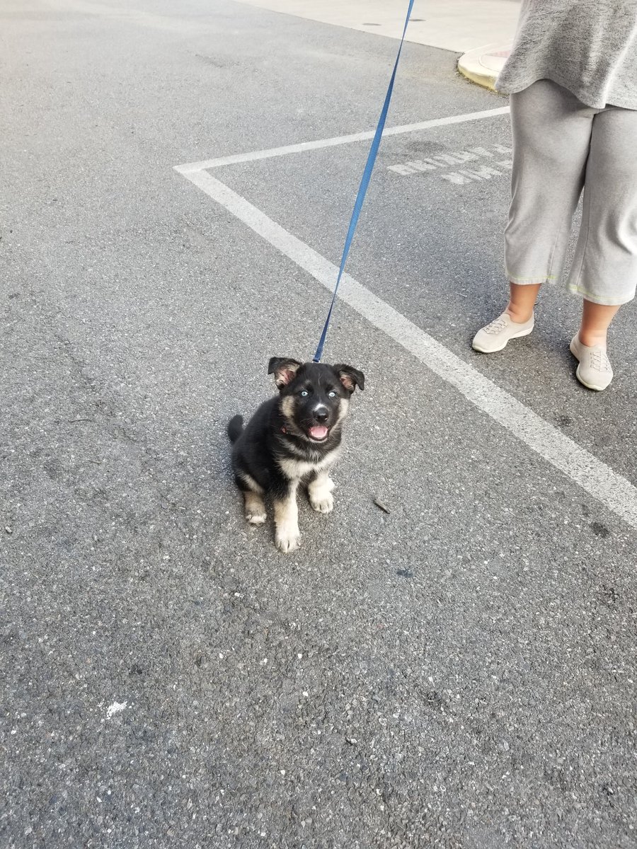 KenyamesqMy's tweet photo. @Jbothun met this cute puppy with your parents yesterday. https://t.co/TFlRM3h4nA