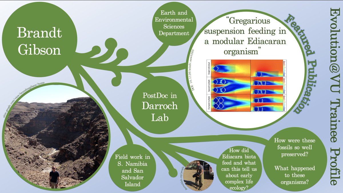 This week’s featured #EvolutionVU trainee is Brandt Gibson, a PostDoc in the Darroch Lab! He uses a variety of experimental and computational methods to study the Edicara biota's #fossils, #biology, &amp; #ecology. #EvoVUTrainees #evolution (more info + 📷: sites.google.com/view/brandtmgi…)