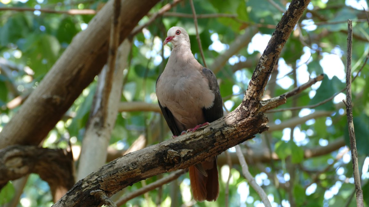 DurrellWildlife's tweet photo. 🌍 Conservation works! 🌍
 
In a recent global analysis of 60 highly threatened species, Durrell has led programmes or played a significant role in preventing the extinction of 11 of them – the equivalent of 18%. 🐢
 
Read more 👇
https://t.co/km73VMEeLr https://t.co/v7ntwK42Ek