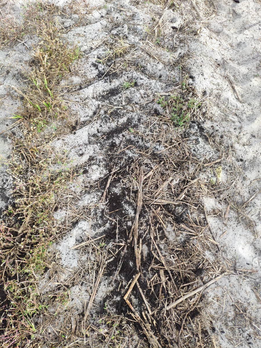 antonio_microUF's tweet photo. Third #compost application in our compost + #covercrops trial. #Teamwork! Thanks to the #SWFREC farm crew for helping us today. #soilhealth #soilmicrobiology #Strausslab https://t.co/q34SokCAWt