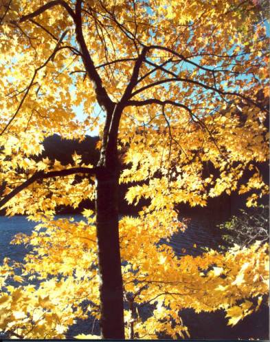 ForEverythingNC's tweet photo. Have you had a chance to look at the fall colors near you? 📷 Autumn leaves, circa 1985. @NCparks Digital Collection. #NCNatureFriday https://t.co/VFgW8K8FnT