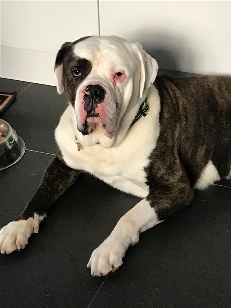 AdoptionsUk's tweet image. Please retweet to help Buddy find a home #BRIDGEND #WALES 🏴󠁧󠁢󠁷󠁬󠁳󠁿

#AmericanBulldog aged 6, looking for someone with large breed experience, children over 14 as only pet, he is housetrained and enjoys the car, see details ⭐️❤️😍💙
hoperescue.org.uk/dogs-for-adopt…
#dogs #animals #uk #pets