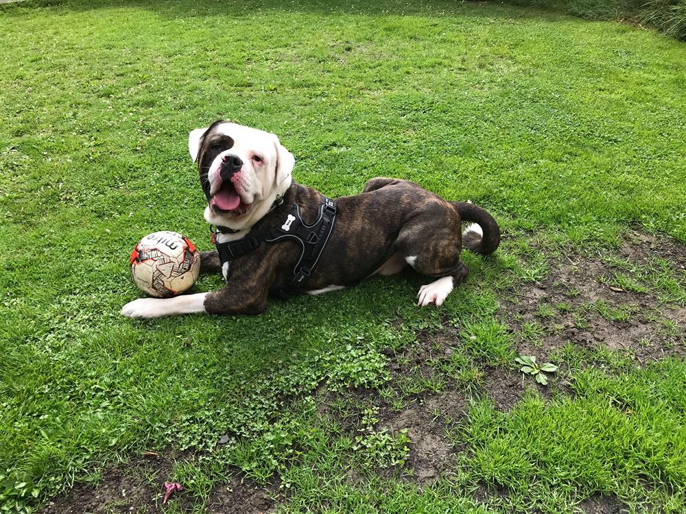 AdoptionsUk's tweet image. Please retweet to help Buddy find a home #BRIDGEND #WALES 🏴󠁧󠁢󠁷󠁬󠁳󠁿

#AmericanBulldog aged 6, looking for someone with large breed experience, children over 14 as only pet, he is housetrained and enjoys the car, see details ⭐️❤️😍💙
hoperescue.org.uk/dogs-for-adopt…
#dogs #animals #uk #pets