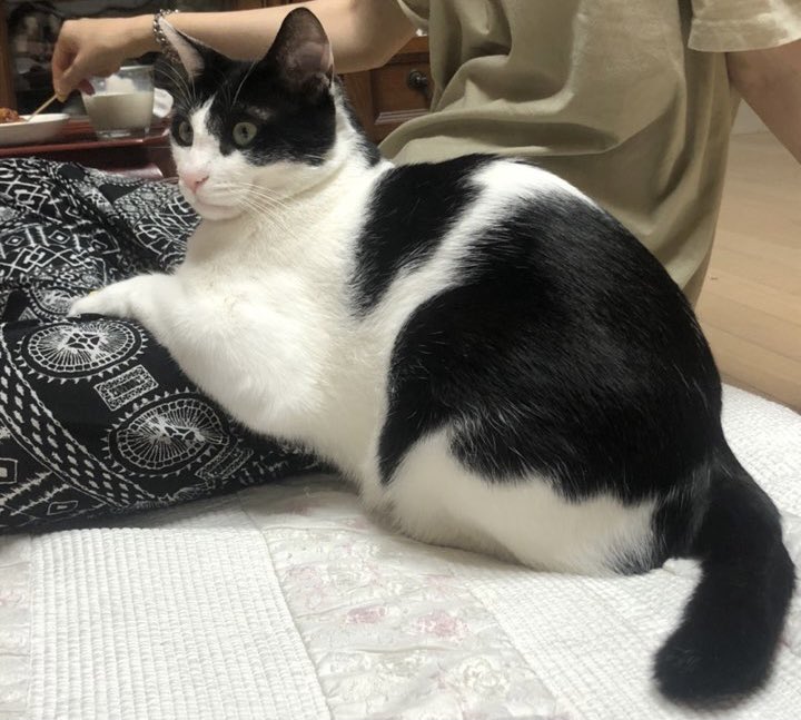 다른 각도 같은 고양이