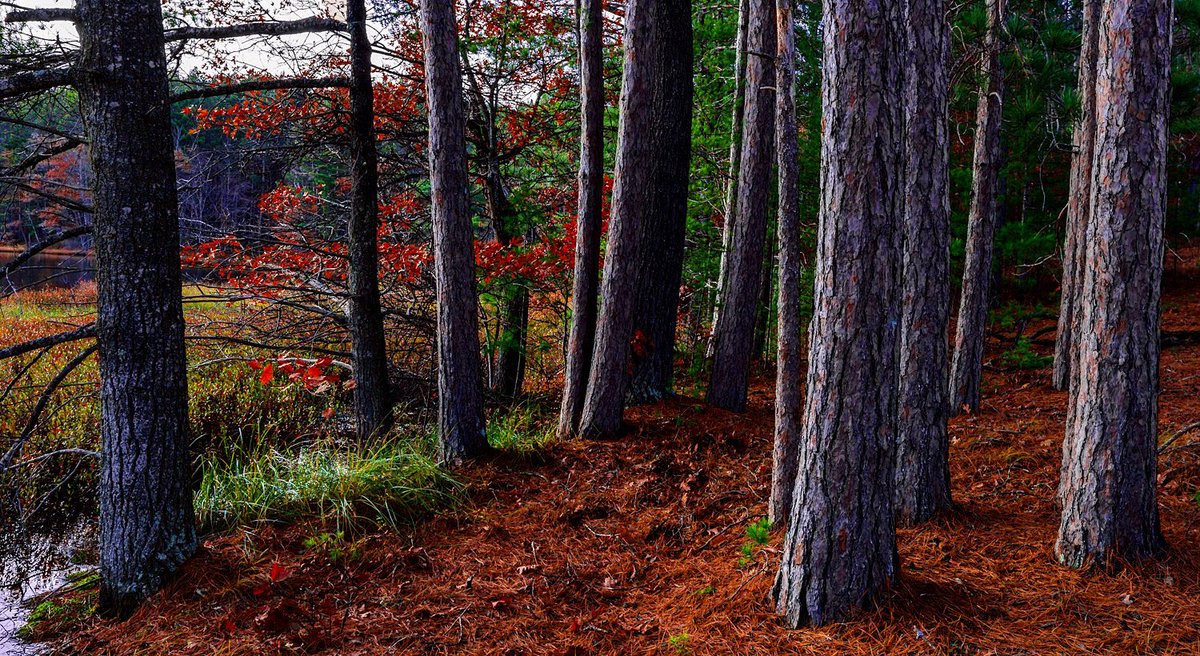 🍂 A quite fall moment among the pines as the season continues to change.
📷 @fornearphoto
.
.
.
#landscapephotography #nature #photography #photo #wisconsin #northwoods #optoutside