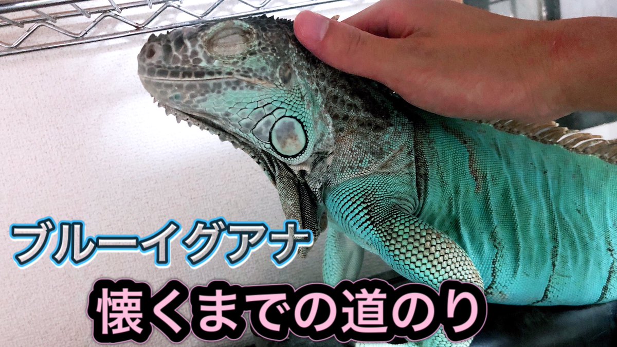 海 イグアナをベタ慣れにさせるコツは 飼育方法 T Co Hghlhdac4h Youtubeより イグアナは本当に可愛い イグアナ 爬虫類