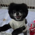 一般社団法人 ワニガメ生態研究所 Kanameogino のツイプロ