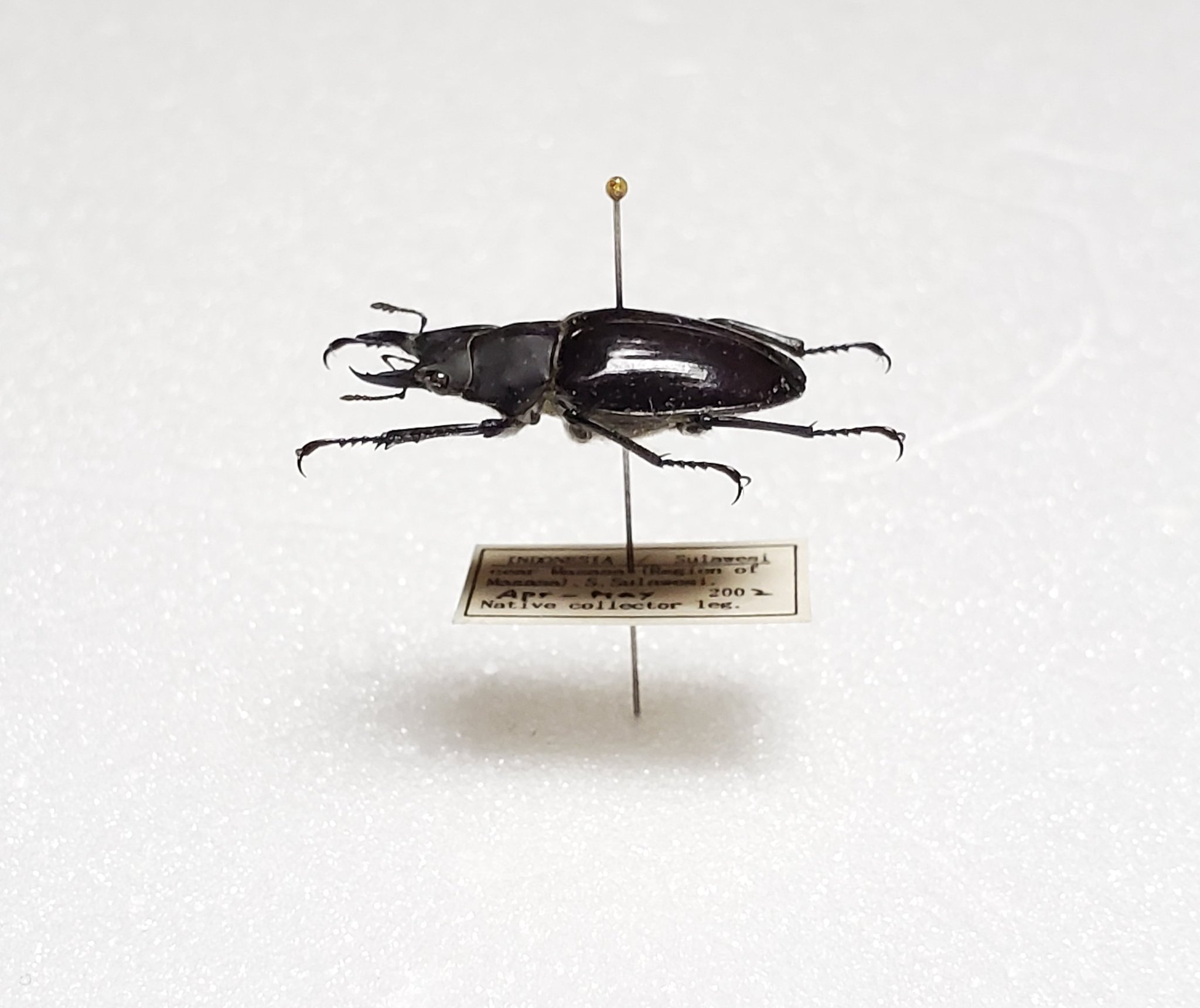 標本 Odontolabis nobuhikoi rare 24mm 標本 Odontolabis nobuhikoi rare 24mm Odontolabis nobuhikoi