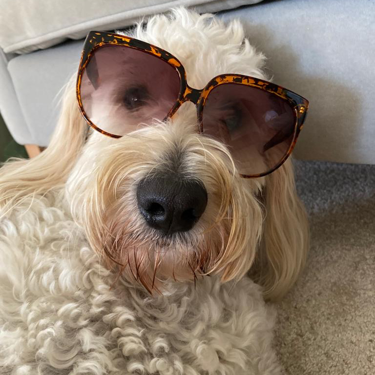 PCBeauty's tweet photo. The dog days are over!  Well at least the dog days of summer are.  Couldn’t resist! 🐶 https://t.co/reVwQbG2ts