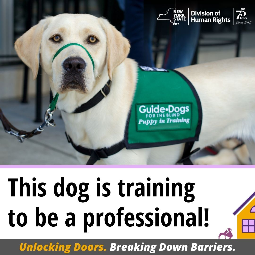 NYSHumanRights's tweet image. The NYS Human Rights Law explicitly covers guide, hearing, or service dogs that have been professionally trained or that are in training. A person with a disability can never be denied access to housing because they use such a dog.

#unlockingdoors #breakingdownbarriers
