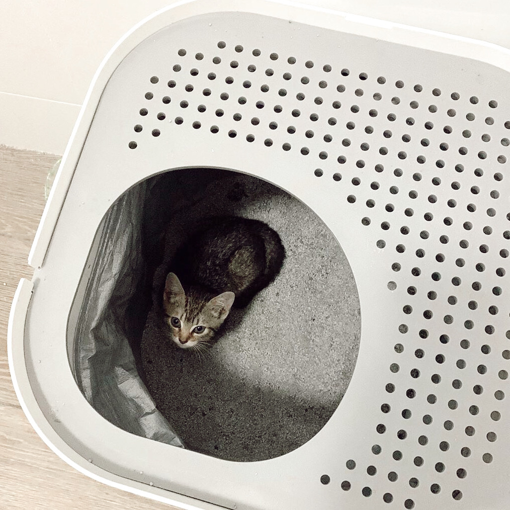 modkat xl dog proof litter box