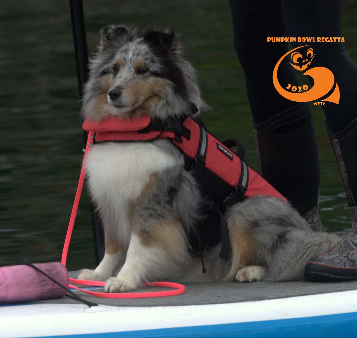 WestVanYC's tweet photo. Only 24 hours to go! REMINDER TO ALL ON-WATER SAILORS: Please prepare for this October weather and remember your safety whistles and tow lines! Layers including fleece and a water + wind-proof top layer are highly recommended to stay warm out there! #pumpkinbowlregatta #wvyc https://t.co/s23L4AJRjO
