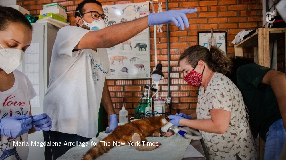 As the worst flames raged in August and September, biologists, ecotourism guides and other volunteers turned into firefighters. Animal rescue volunteers delivered injured animals to pop-up veterinary triage stations and left food and water for animals to find.