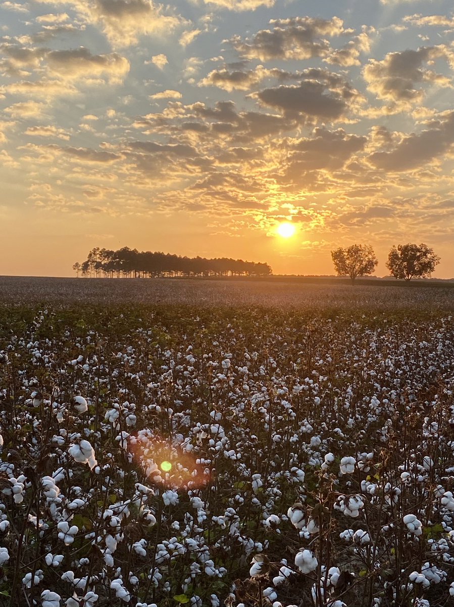 Kate_Moore_17's tweet photo. @PrecisionPlant 📍Georgia, USA https://t.co/EIHBZIoHFD