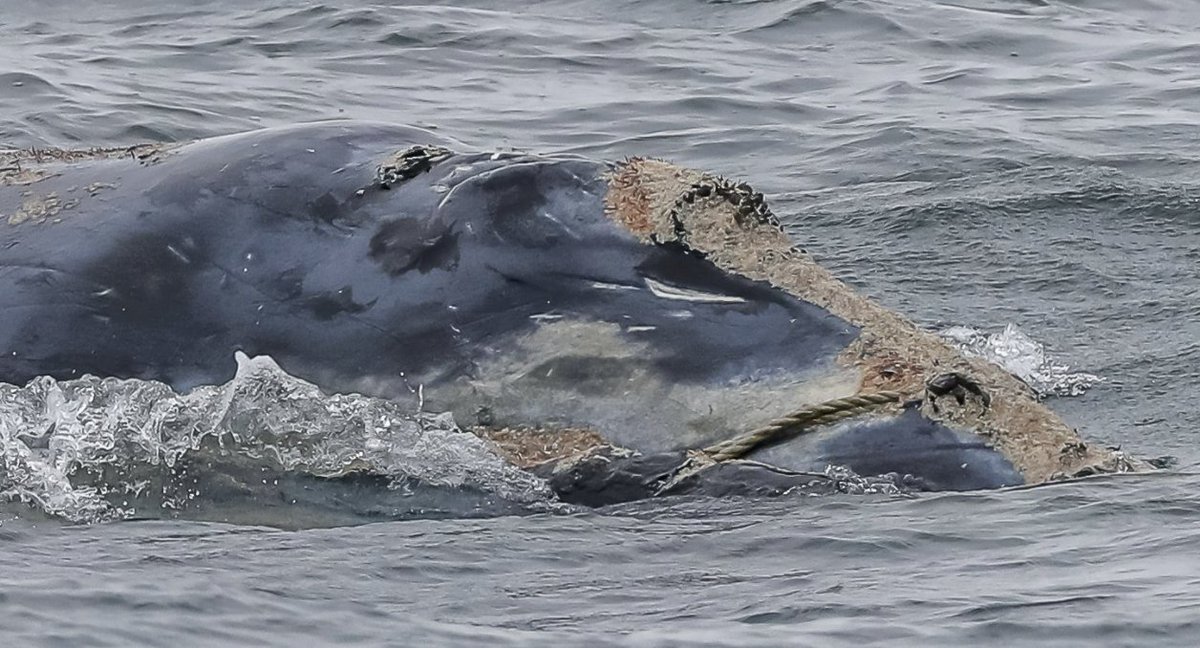 The severely entangled right whale found this week off the coast of New Jersey has been identified as a 4-year-old male and son of Dragon, another severely entangled whale found in late February off Nantucket with a buoy lodged in her mouth, according to  @CenterOceanLife.