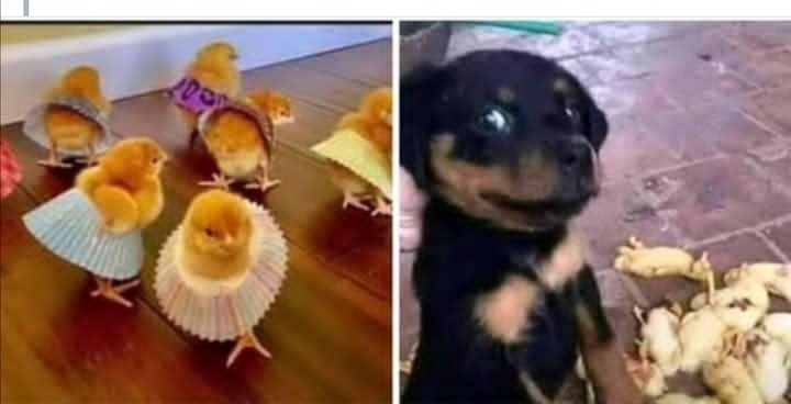 Baddest2604's tweet image. Bobby e jele stocko😭😭😭

#vuligatechallenge