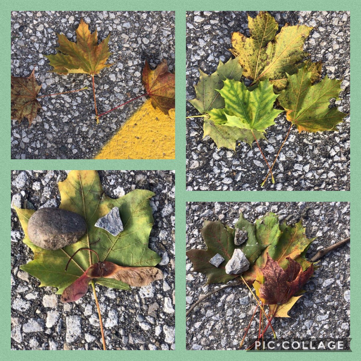 KCookFDK's tweet photo. Today we read the story, ‘Leaf Man’ and then the students created their own leaf man creations. @FldcrestFalcons @SCDSBey @SCDSBLiteracy https://t.co/obT8PhRJYw