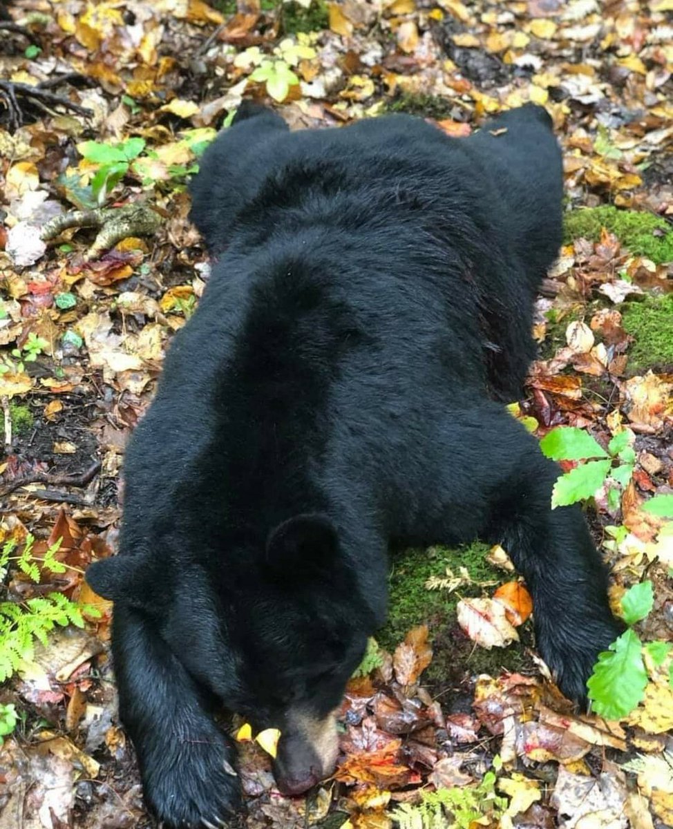 This beautiful New Jersey black bear was slaughtered yesterday unnecessarily. Be remembered for for #ScienceNotSlaughter. STOP the December NJ bear hunt. You CAN and SHOULD do it. @GovMurphy @LtGovOliver @njdotcom @INSIDER__NJ @politiconj @TimesofTrenton #SaveNJBears