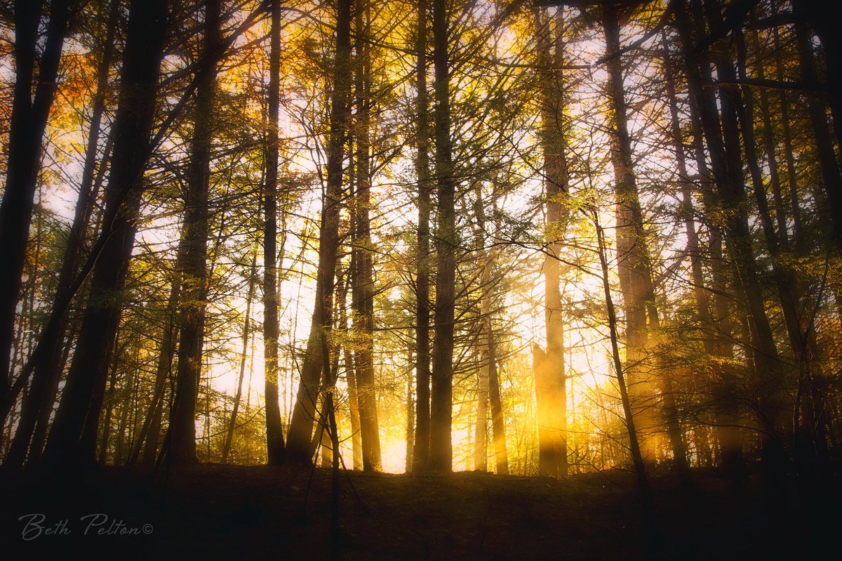 EightCattails's tweet image. When the early morning sun breaks through the fog. #NewHampshire #autumn #fog #dawn #sunlight #newengland #fineart #photography #monadnock