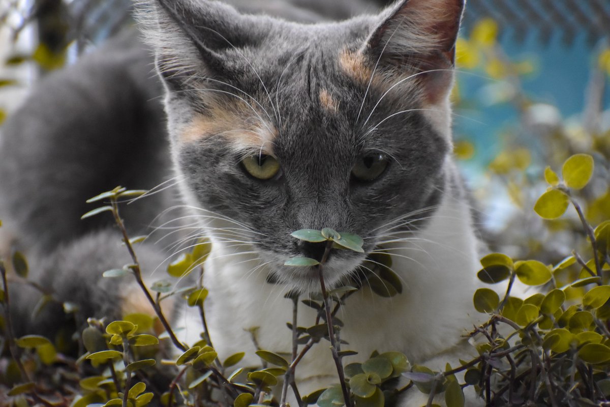 La gata de mi madre ❤️📸