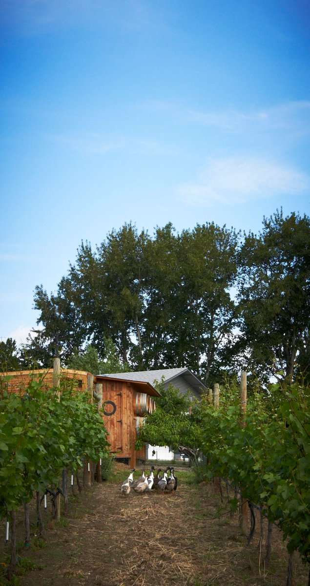 Welcome to our farm! Here we practice organic viticulture. This means scenes like these are common: ducks, chickens, and sheep roaming the vineyard. These “team members” provide organic fertilizer, control pests and avoid the need of artificial chemicals.