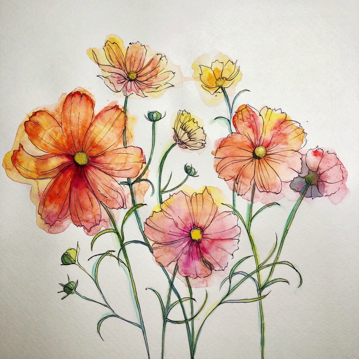Miki コスモス Cosmos 水彩画 Watercolor 水彩 透明水彩 花の水彩画https T Co Hqtz6f4i8g Twitter Miki コスモス Cosmos 水彩画 Watercolor 水彩 透明水彩 花の水彩画https T Co Hqtz6f4i8g Twitter