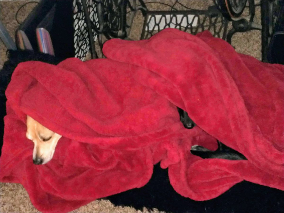 "Father, it is literally freezing outside. Please do not make us leave the blankets." -Coop 'n Marv
#dogs #dogsoftwitter #beagle #chiweenie #Colorado #DenverWeather