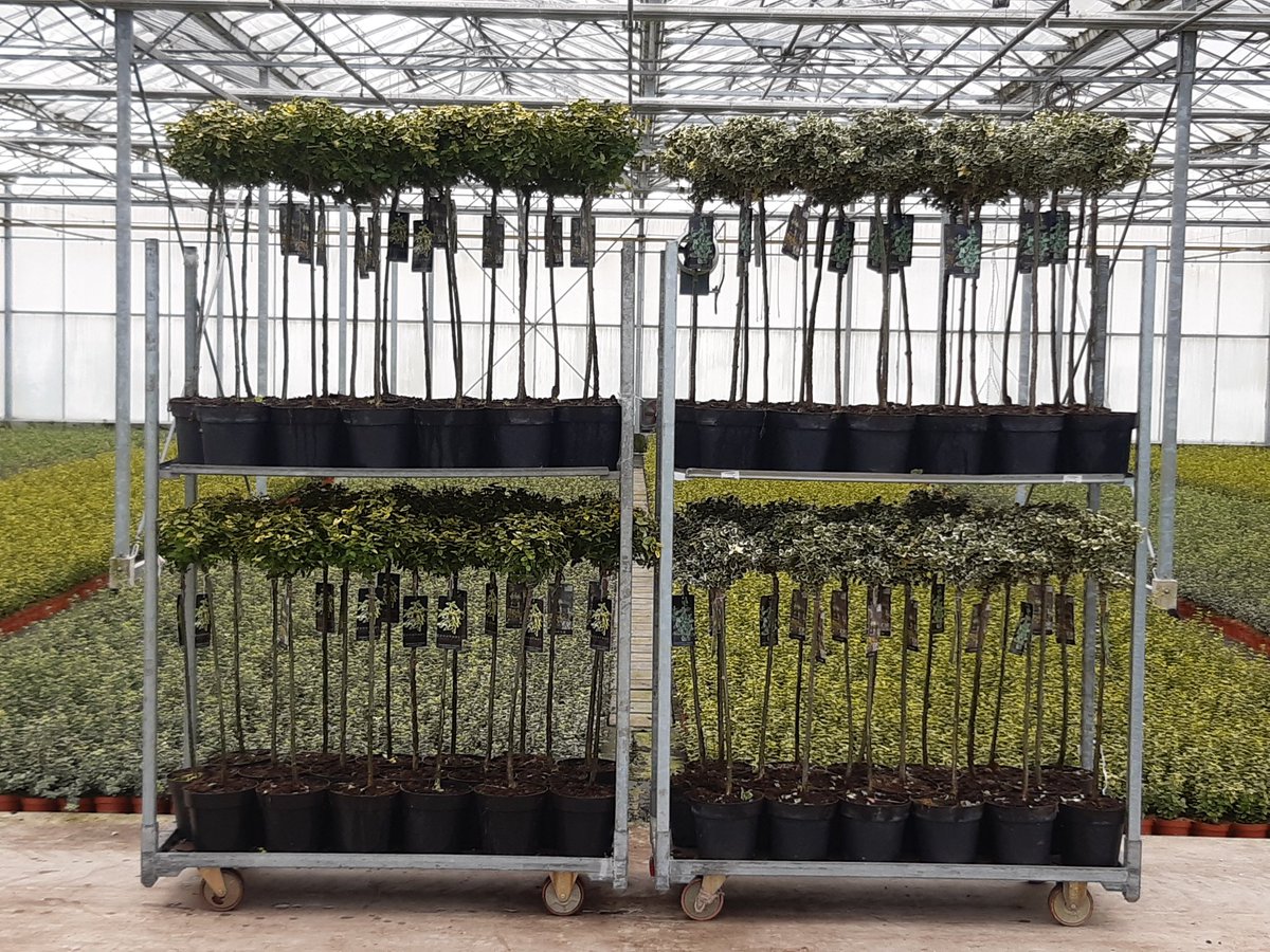 JPvanStraalenJr's tweet photo. Het #najaar is een prima tijd om nog te planten in uw tuin! Bij ons dan ook voldoende visuele handel beschikbaar om aan die vraag te kunnen voldoen! #Fargesia #Euonymus https://t.co/TSJEPv1FAu