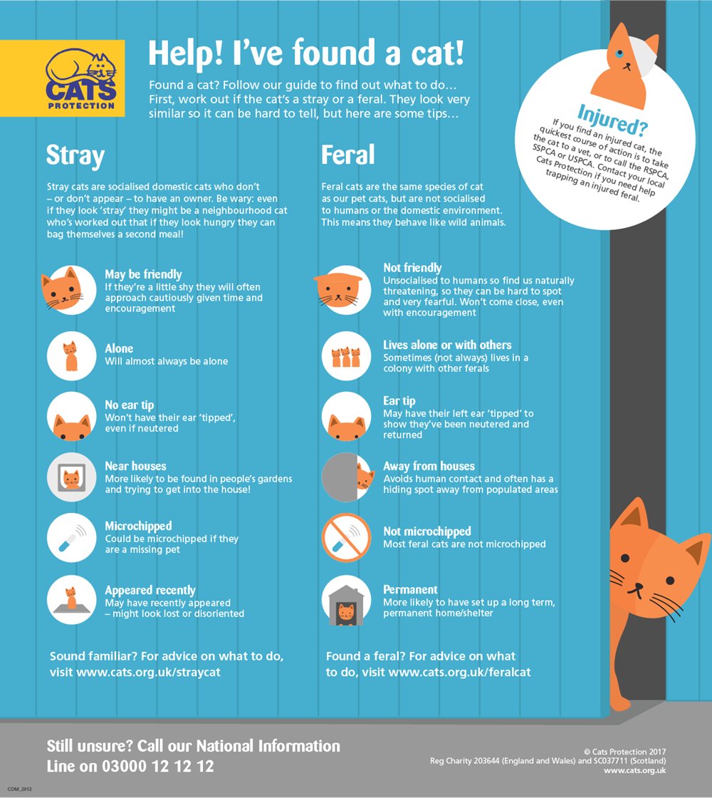 Do you know the difference between a #feral and a #stray #cat? #FeralCatDay