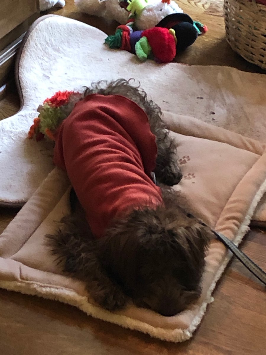 SchnoodleThe's tweet image. Franklin here!! 🐶🐶I am tuckered out after a long walk on this chilly morning here! 38 degrees F. Wore my coat to keep warm...I feel the winter coming!! 😬🥶#schnoodle #dogsofwinter #DogsofTwittter